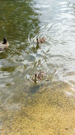 High angle view of ducks swimming on lake