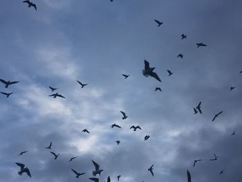 Low angle view of birds flying against sky