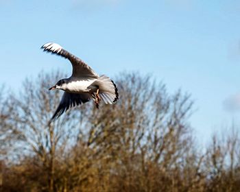 Low angle view of eagle flying against clear sky