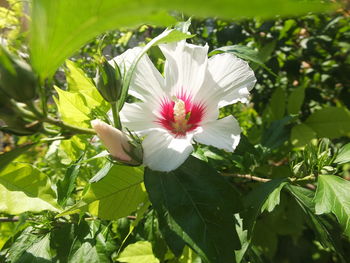 Close-up of white flowering plant