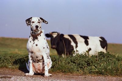 Portrait of dog standing against sky