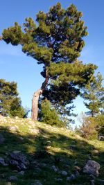 Low angle view of trees on field against sky