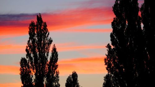 Silhouette trees against sky during sunset