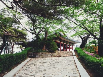 Walkway along trees in park