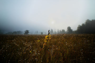 Plants growing on field against sky