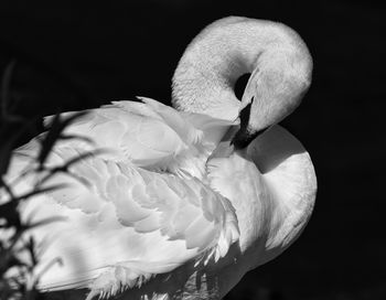 Close-up of white swan against black background
