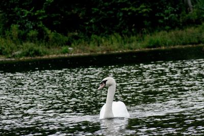 Swan swimming in lake