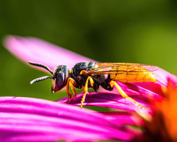 Close-up of insect on purple flower