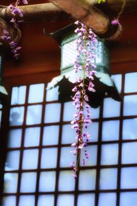 Close-up of purple flowers