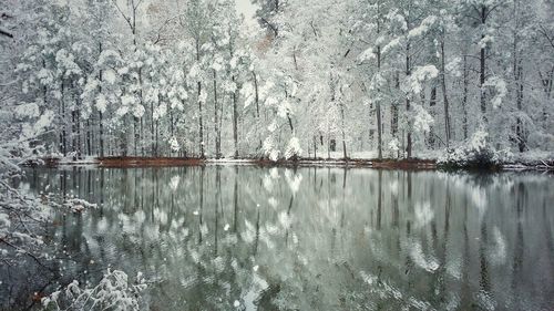 Scenic view of frozen lake in forest