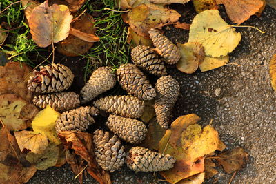 High angle view of autumn leaves and pinecones