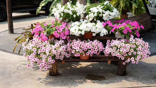 Close-up of pink potted plants