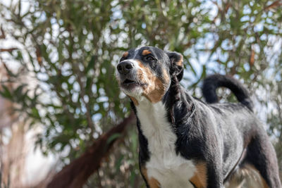 Close-up of dog looking away