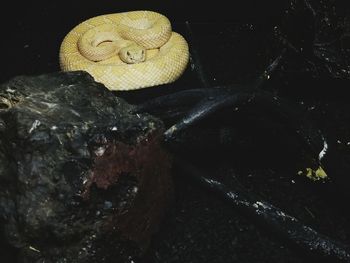 Close-up of tree at night