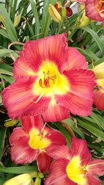 Close-up of day lily blooming outdoors