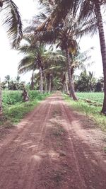 Road along trees