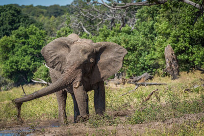 Elephant standing on field during sunny day