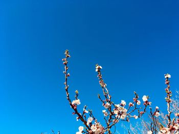 Low angle view of cherry blossom against clear blue sky