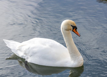 Close-up of swan swimming in lake