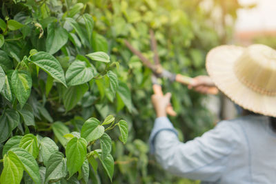 Midsection of woman with fresh green plants in farm