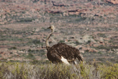 Bird on grass