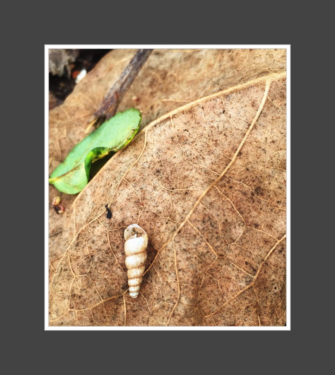 transfer print, auto post production filter, green color, close-up, high angle view, leaf, no people, day, selective focus, sunlight, nature, outdoors, plant, still life, vignette, growth, shadow, broken, ground