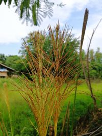 Close-up of grass against sky