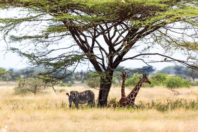 Horses in a field