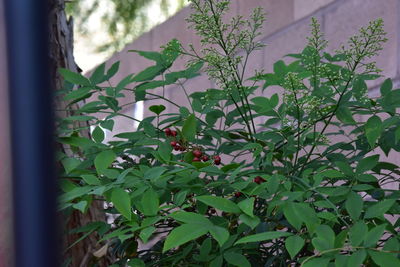 Close-up of leaves