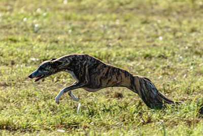 Whippet sprinter dog running and chasing lure on the field