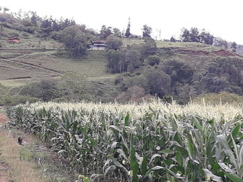 Plants growing on field against sky