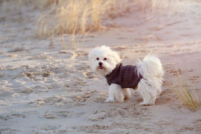 Portrait of dog standing on sand at beach