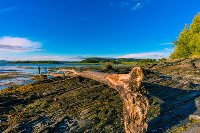 Scenic view of beach against blue sky