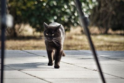 Full length of a cat