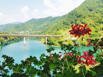 Scenic view of flowering plants by mountains against sky