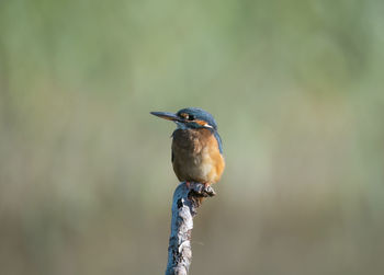 Close-up of bird perching on branch