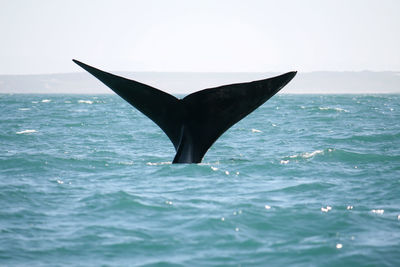 Whale swimming in sea against clear sky