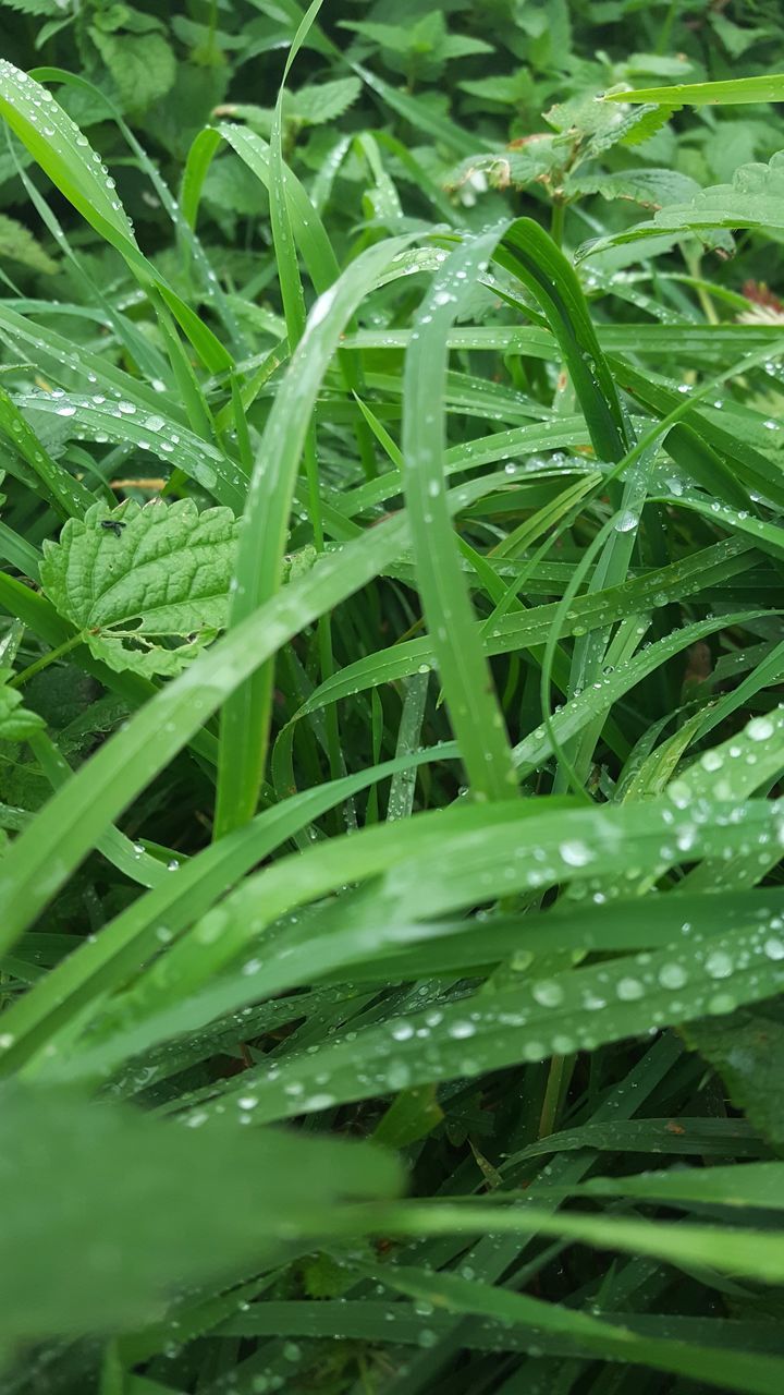 FULL FRAME SHOT OF WET LEAF