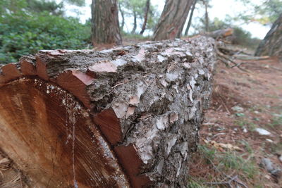 Close-up of tree trunk in forest