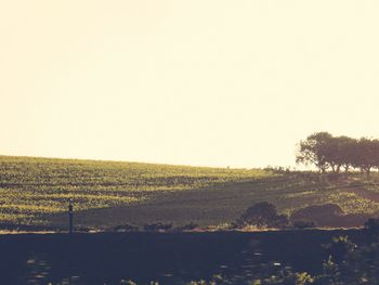 Scenic view of field against clear sky