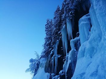 Low angle view of frozen trees against clear blue sky