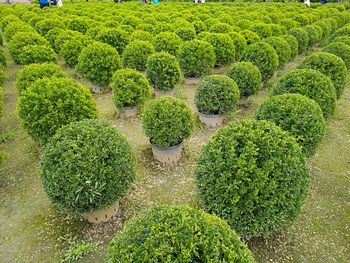 High angle view of green plants growing in garden