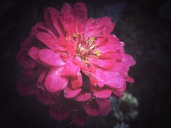 Close-up of wet flower blooming at night