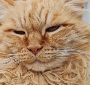 Close-up portrait of cat
