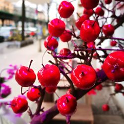 Close-up of cherries growing on tree