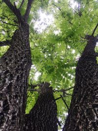 Low angle view of trees in forest