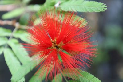 Close-up of red flowering plant