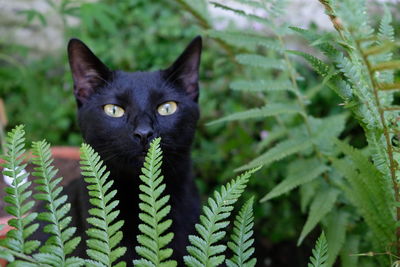 Portrait of black cat in nature