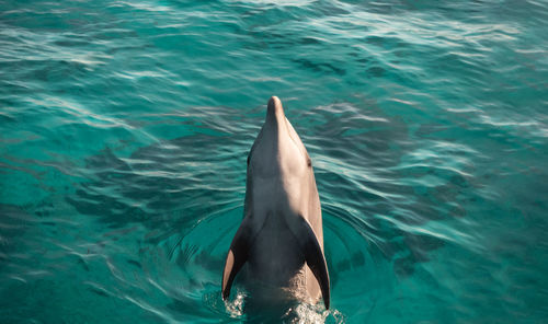 View of dolphin swimming in sea