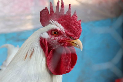 Close-up of rooster